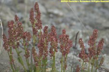 common sorrel