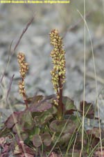 mountain sorrel