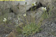 arctic poppy