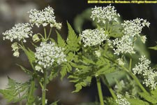 cow parsley