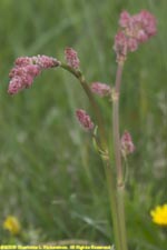 common sorrel