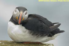 puffin