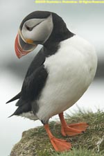 puffin