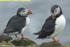 two puffins