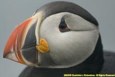 puffin face