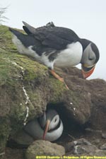 puffins at nest burrow