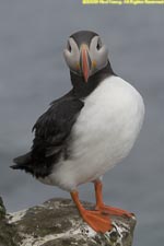 puffin