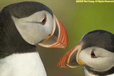 puffin pair