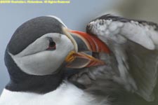 puffin preening