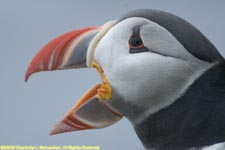 puffin calling