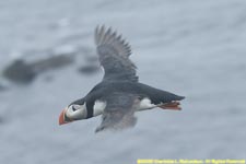 puffin in flight