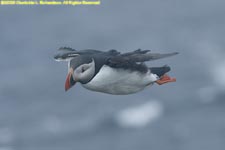 puffin in flight