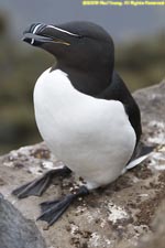 razorbill