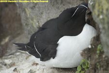 razorbill on nest ledge