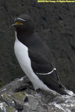 razorbill