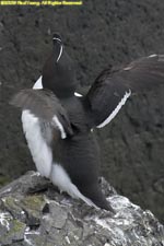 razorbill flapping wings