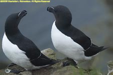 pair of razorbills