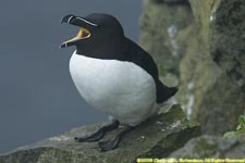 razorbill