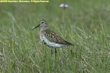 dunlin