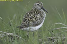 dunlin