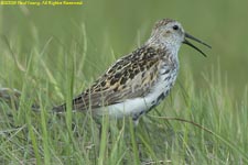 dunlin