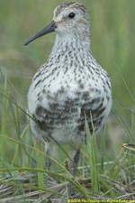 dunlin