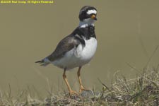 ringed plover