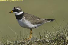 ringed plover