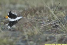 ringed plover on the nest