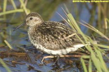 dunlin