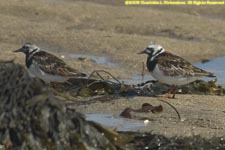 turnstones