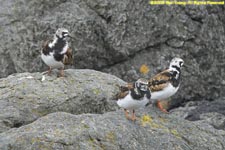 turnstones