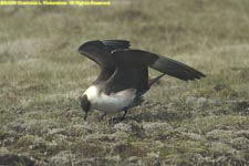 light morph arctic skua