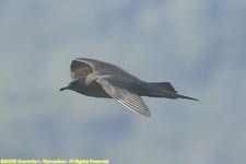 dark morph arctic skua in flight