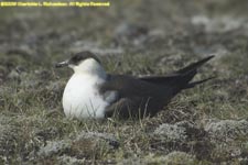 light morph arctic skua on nest