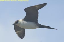 light morph arctic skua in flight