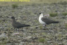 pair of arctic skuas, one light and one dark