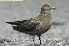 great skua