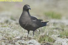 dark morph arctic skua