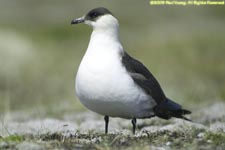 light morph arctic skua