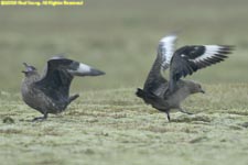 pair of great skuas