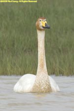 whooper swan swimming