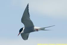 arctic tern in flight