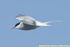 arctic tern in flight