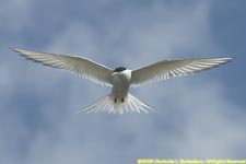 arctic tern in flight