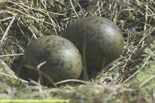 arctic tern nest