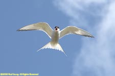 arctic tern in flight