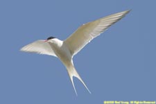 arctic tern in flight