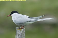 arctic tern on a post on Flatey Island