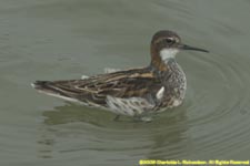 red-necked phalarope